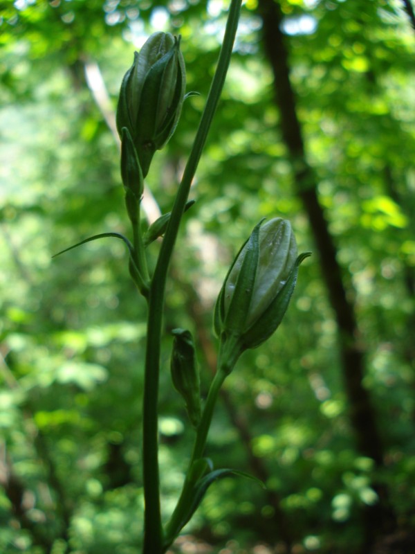 Campanula persicifolia / Campanula con foglie di pesco