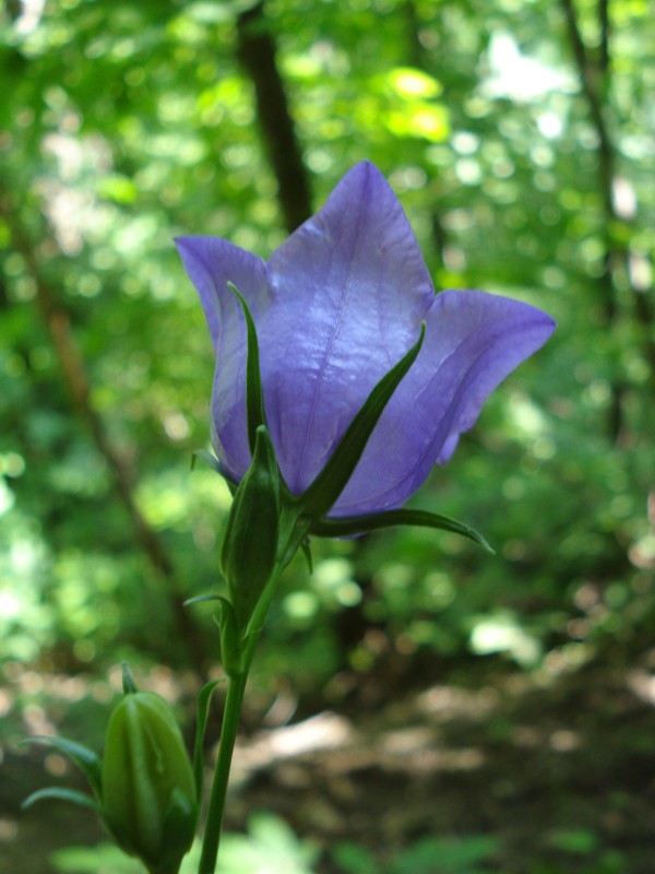 Campanula persicifolia / Campanula con foglie di pesco
