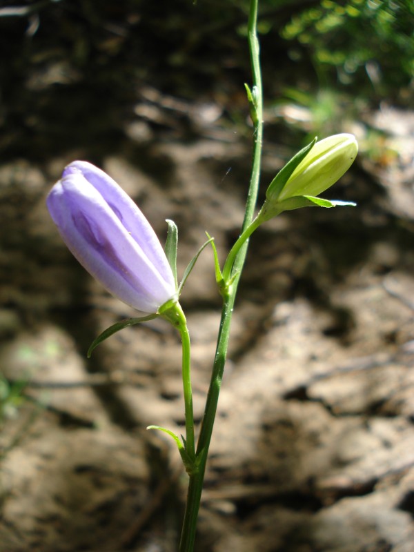 Campanula persicifolia / Campanula con foglie di pesco