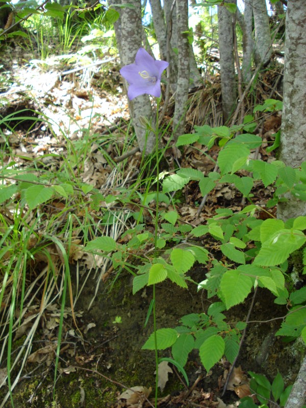 Campanula persicifolia / Campanula con foglie di pesco