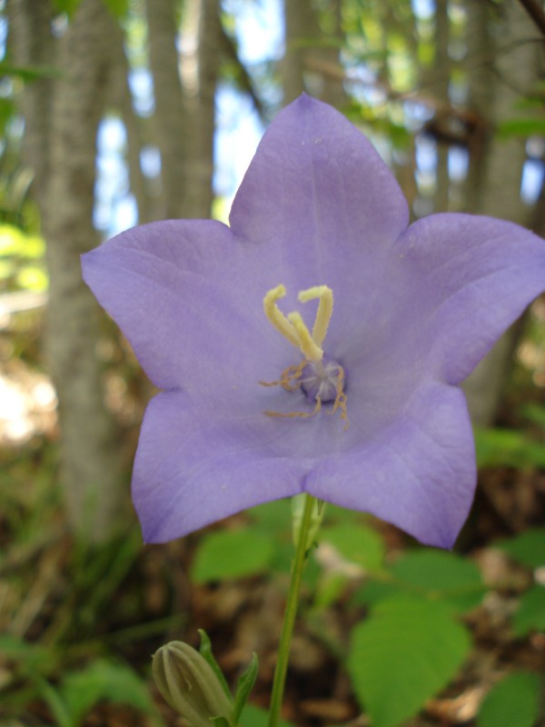 Campanula persicifolia / Campanula con foglie di pesco