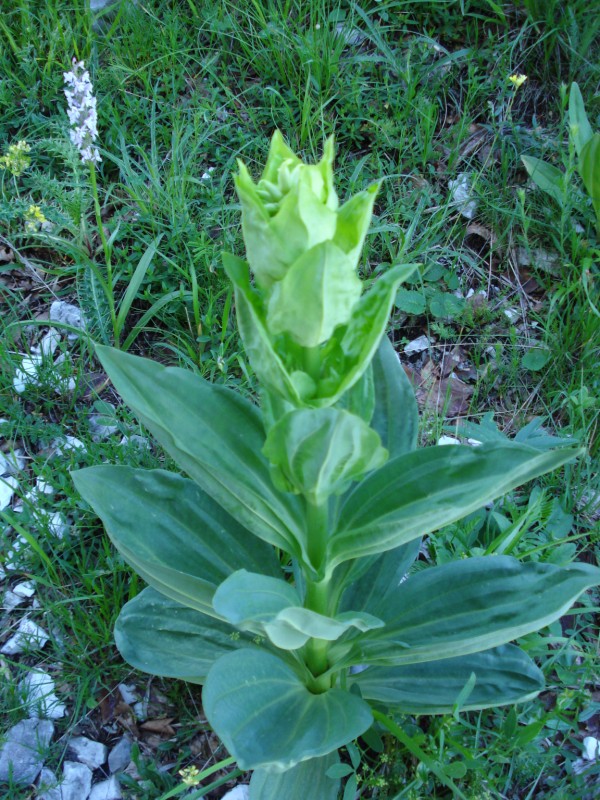 Gentiana lutea / Genziana maggiore