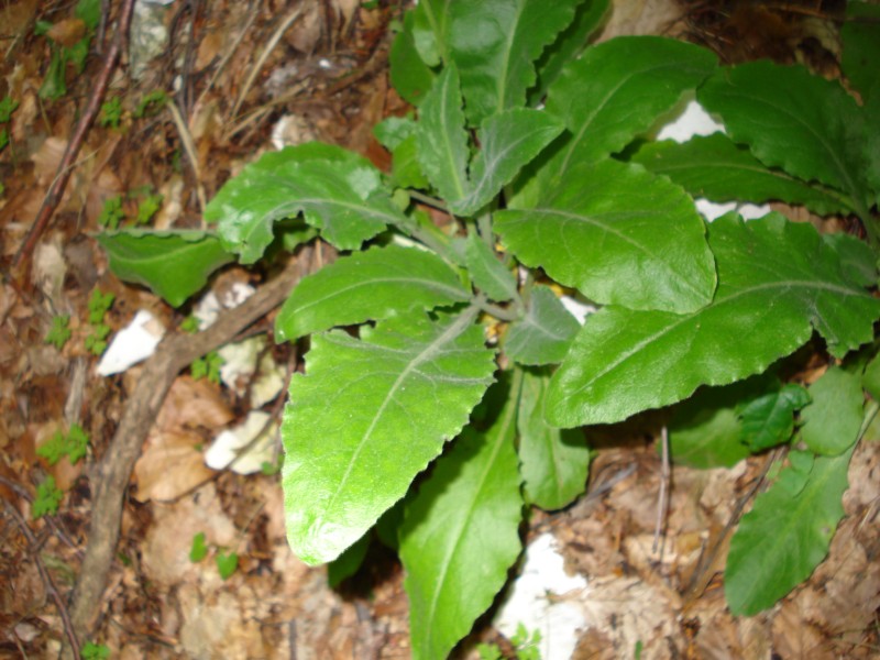 Arabis turrita