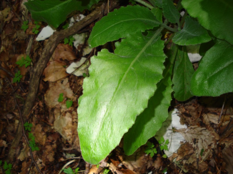 Arabis turrita