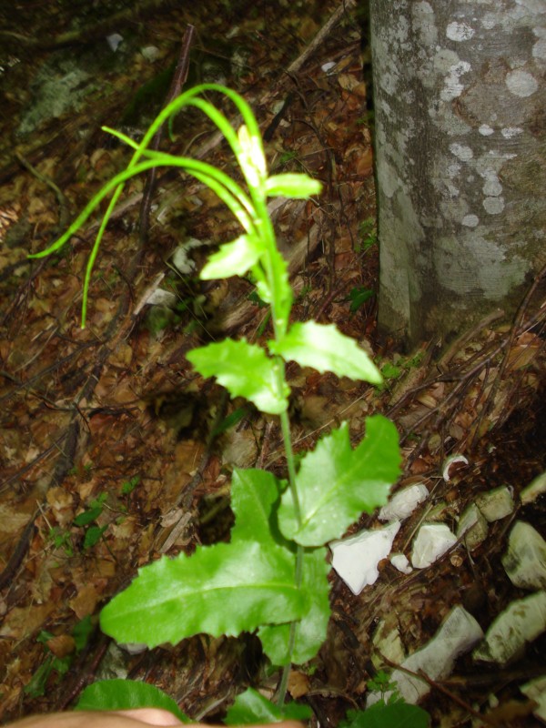 Arabis turrita