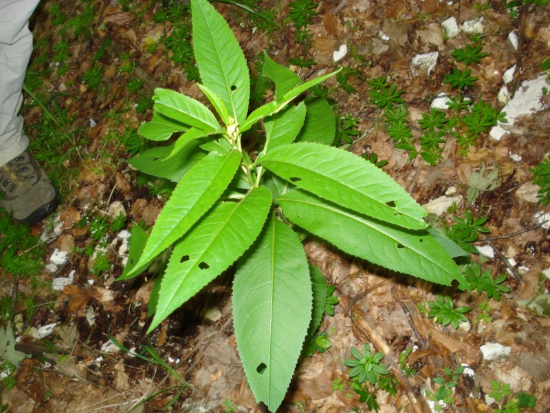 sottobosco Faggeta- Senecio ovatus (=Senecio fuchsii)