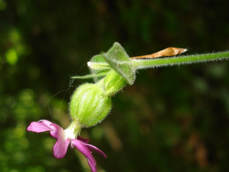 sottobosco FAGGETA -  Silene dioca