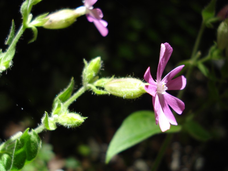 sottobosco FAGGETA -  Silene dioca