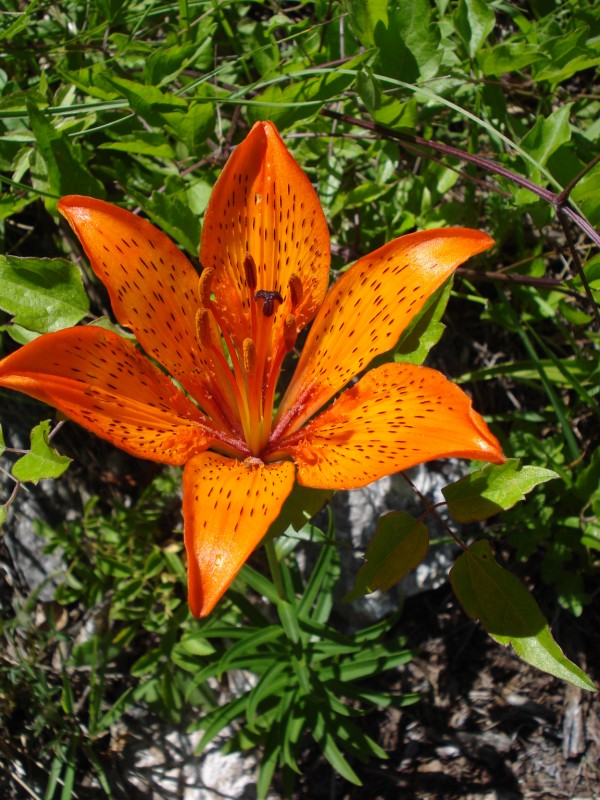 Lilium bulbiferum ssp. croceum - Giglio di San Giovanni