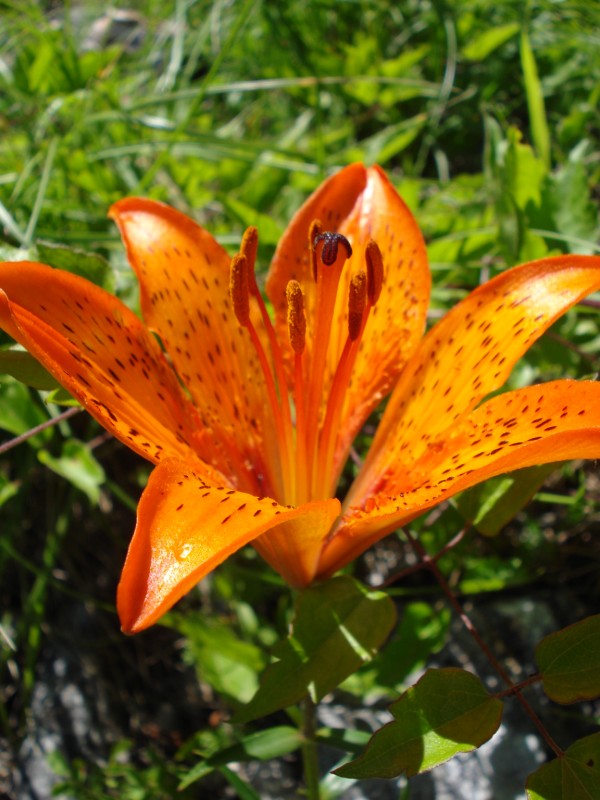 Lilium bulbiferum ssp. croceum - Giglio di San Giovanni