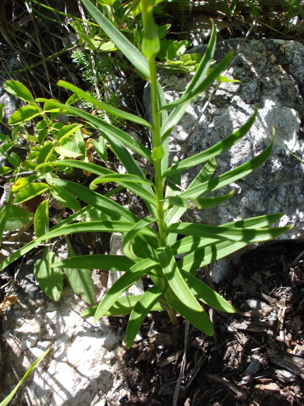 Lilium bulbiferum ssp. croceum - Giglio di San Giovanni