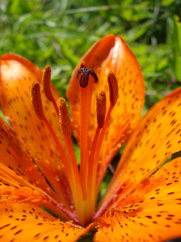 Lilium bulbiferum ssp. croceum - Giglio di San Giovanni
