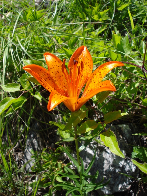 Lilium bulbiferum ssp. croceum - Giglio di San Giovanni