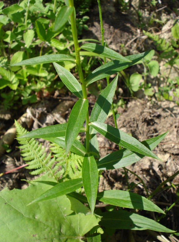 Digitalis micrantha