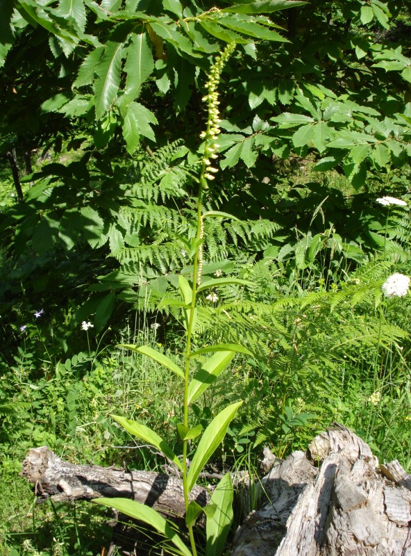 Digitalis micrantha