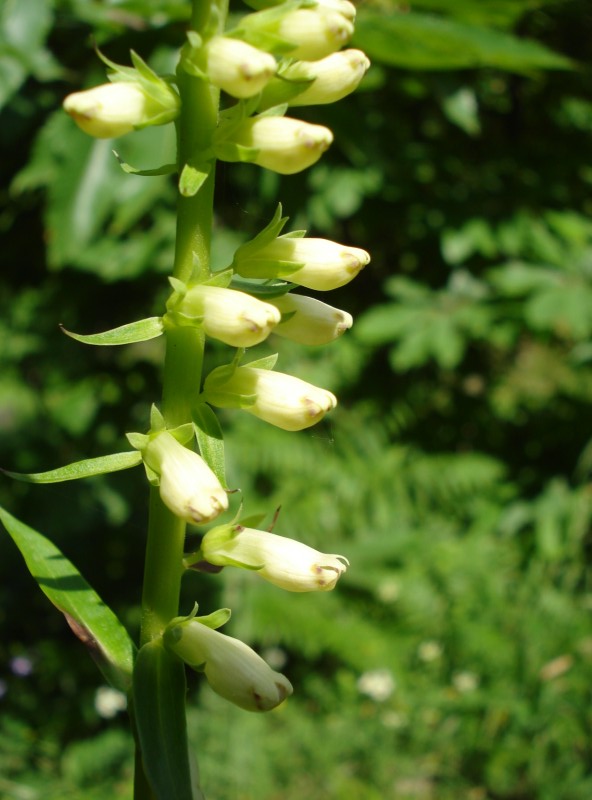 Digitalis micrantha