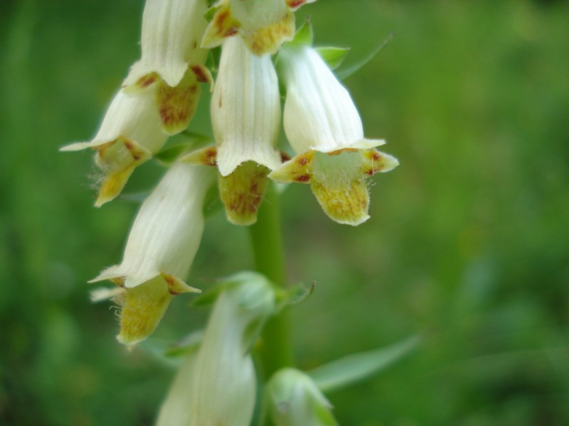 Digitalis micrantha