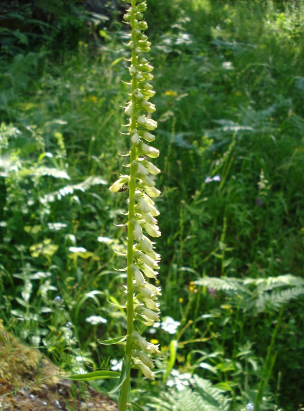 Digitalis micrantha
