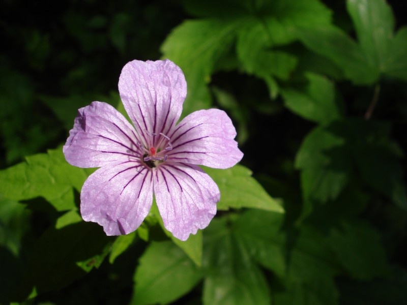 Geranium nodosum / Geranio nodoso
