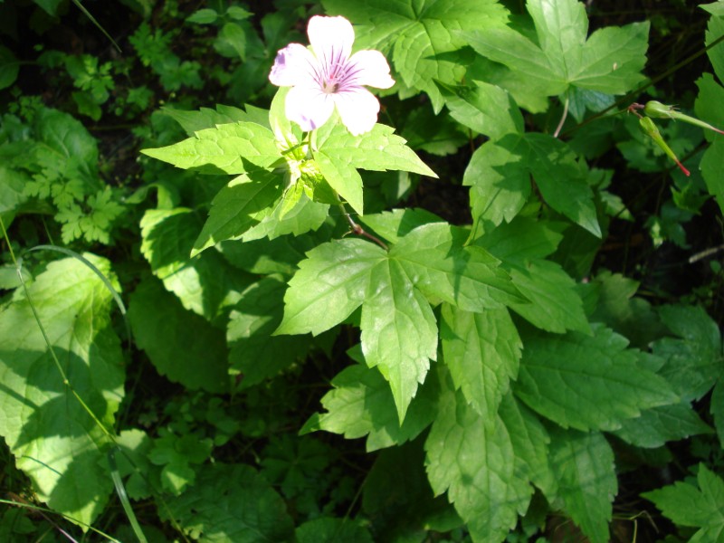Geranium nodosum / Geranio nodoso
