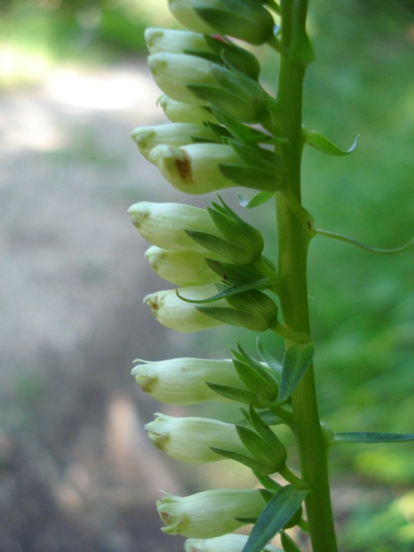 Digitalis micrantha