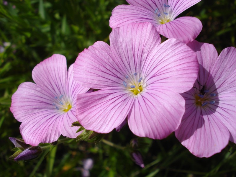 Linum viscosum / Lino malvino