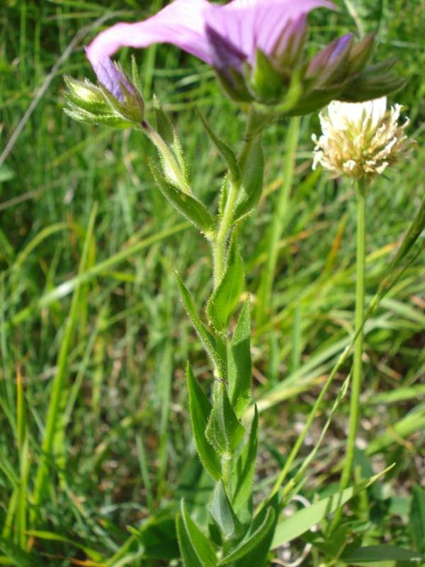 Linum viscosum / Lino malvino