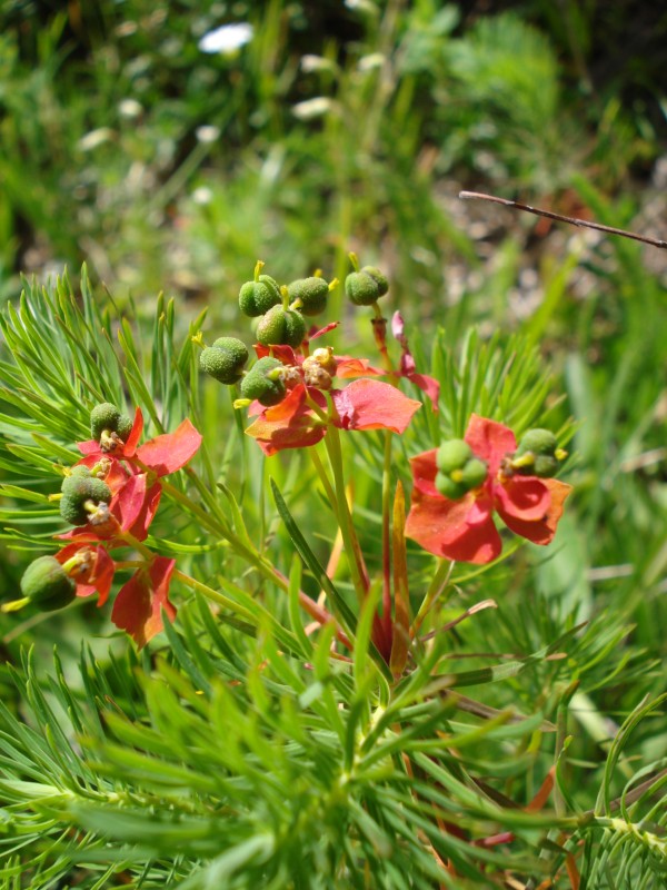 Euphorbia cyparissias / Euforbia cipressina