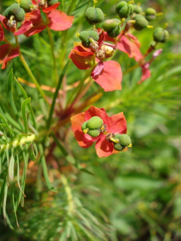 Euphorbia cyparissias / Euforbia cipressina