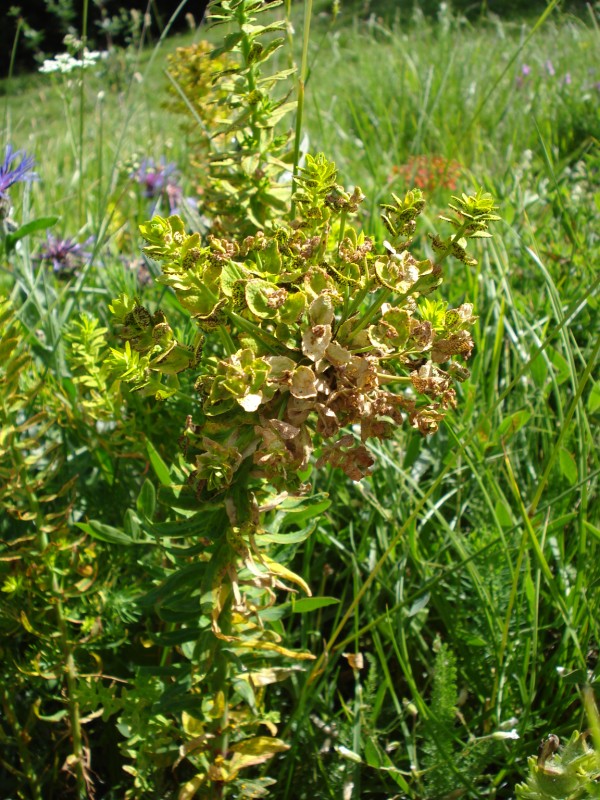 Euphorbia cyparissias / Euforbia cipressina