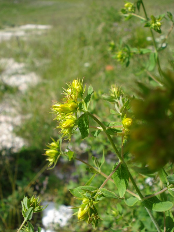 Hypericum perforatum