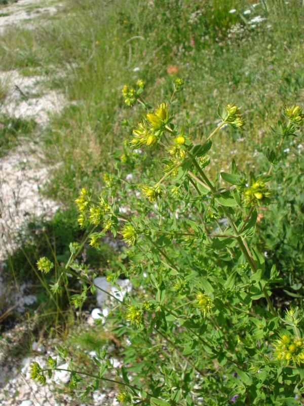 Hypericum perforatum
