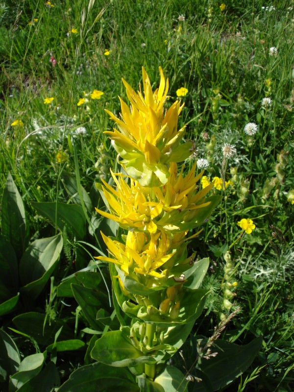 Gentiana lutea / Genziana maggiore