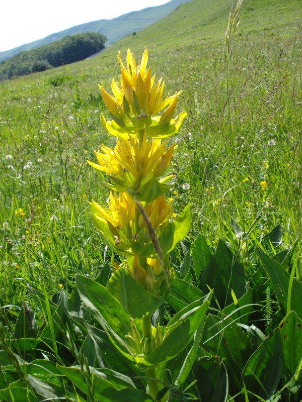Gentiana lutea / Genziana maggiore