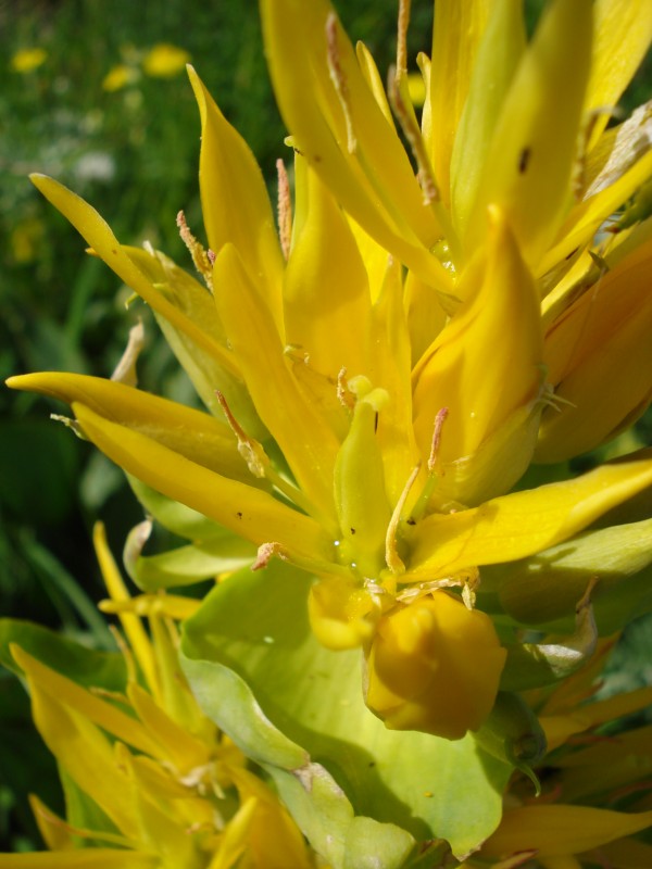 Gentiana lutea / Genziana maggiore