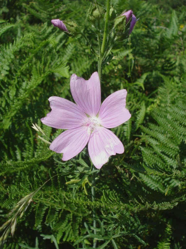 Malva moschata