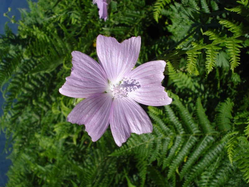 Malva moschata