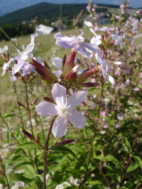 Saponaria officinalis / Saponaria comune