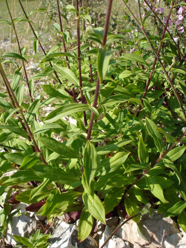 Saponaria officinalis / Saponaria comune