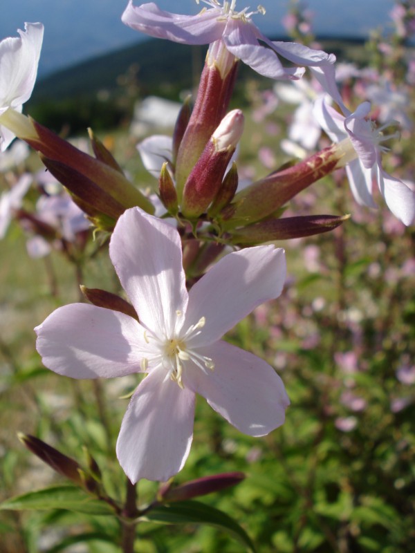 Saponaria officinalis / Saponaria comune