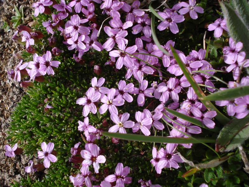 Silene acaulis / Silene a cuscinetto