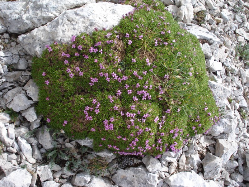 Silene acaulis / Silene a cuscinetto