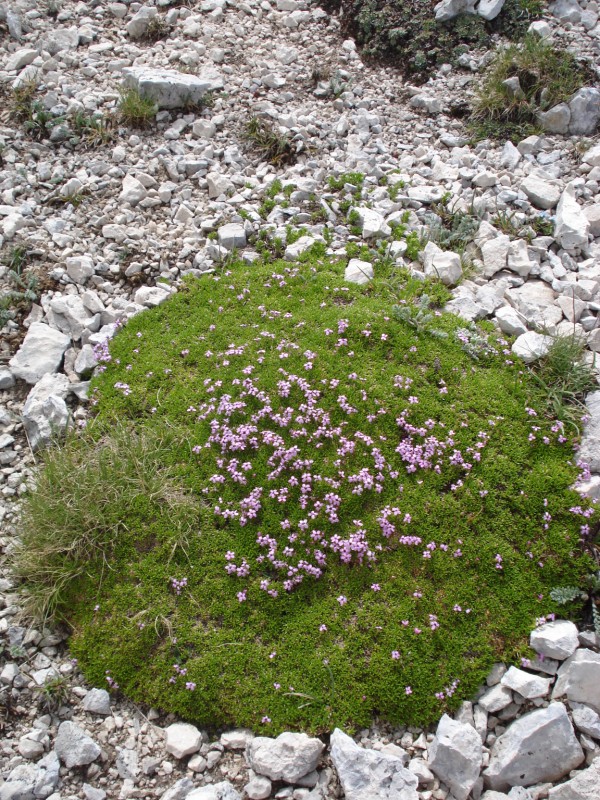 Silene acaulis / Silene a cuscinetto
