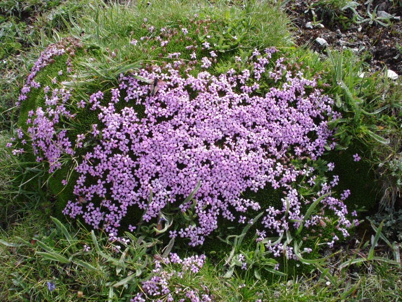 Silene acaulis / Silene a cuscinetto