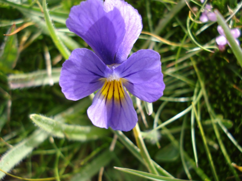 Viola eugeniae / Viola di Eugenia