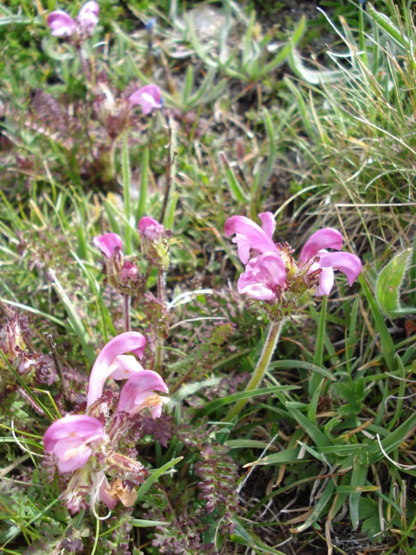 Pedicularis elegans / Pediculare appenninica