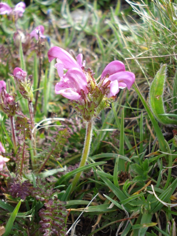 Pedicularis elegans / Pediculare appenninica
