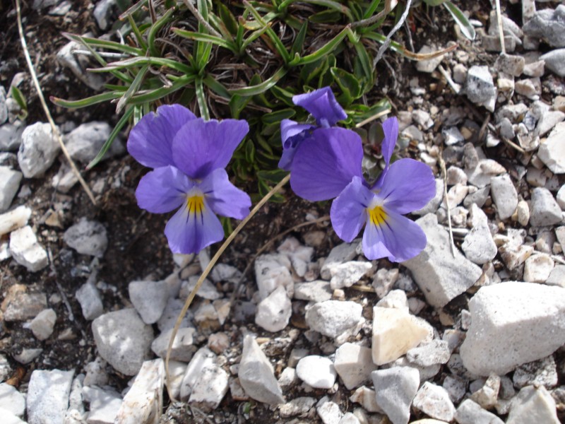 Viola eugeniae / Viola di Eugenia