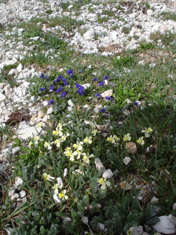 Viola eugeniae / Viola di Eugenia