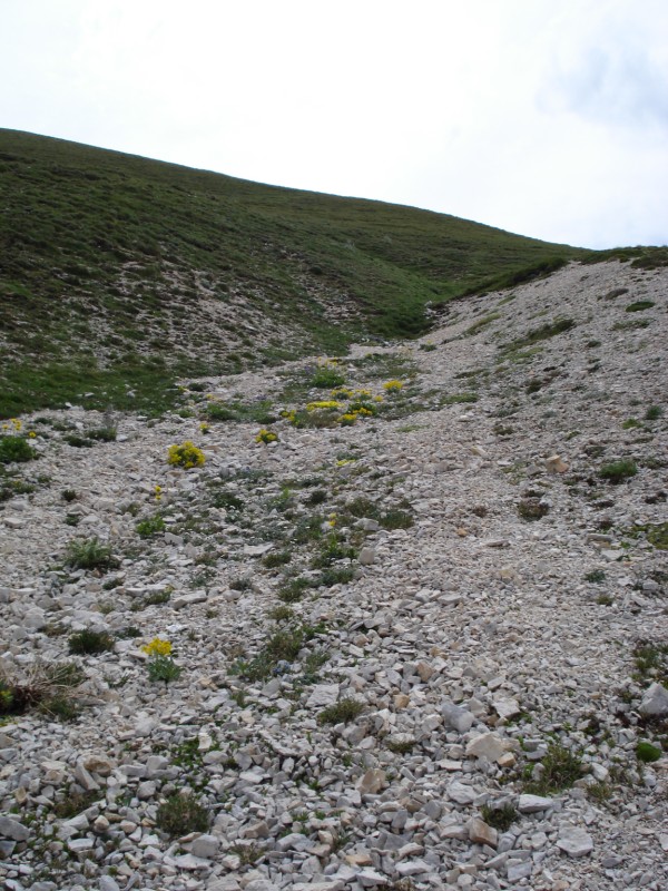 Isatis apennina (=Isatis allionii) / Glasto di Allioni